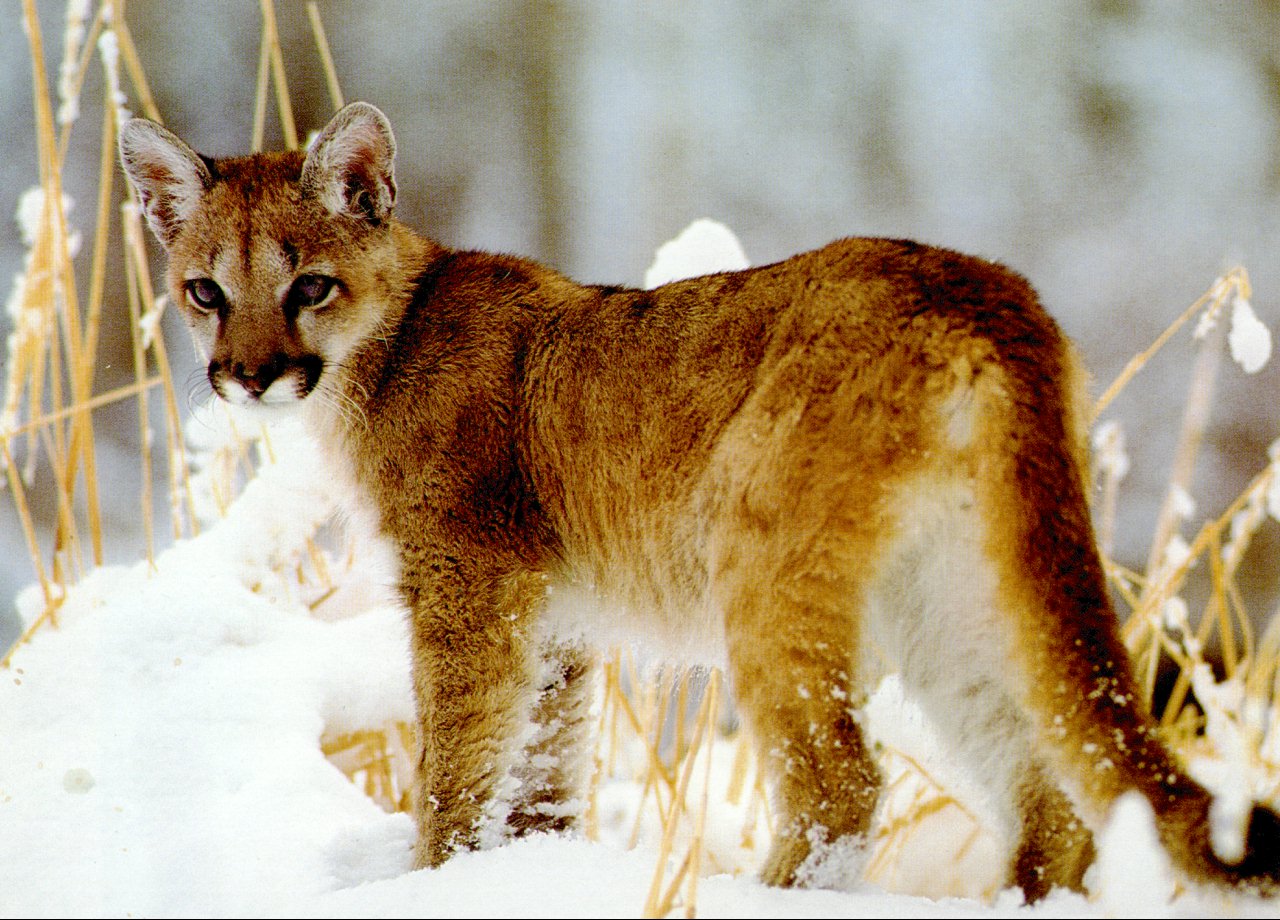 cougar_cub.jpg