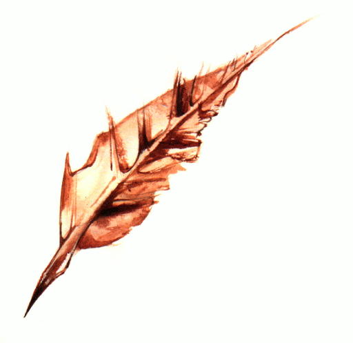 Feather.jpg